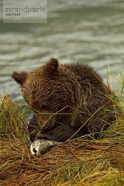 Grizzly Bear Cub Essen einen Lachs  Britisch-Kolumbien.