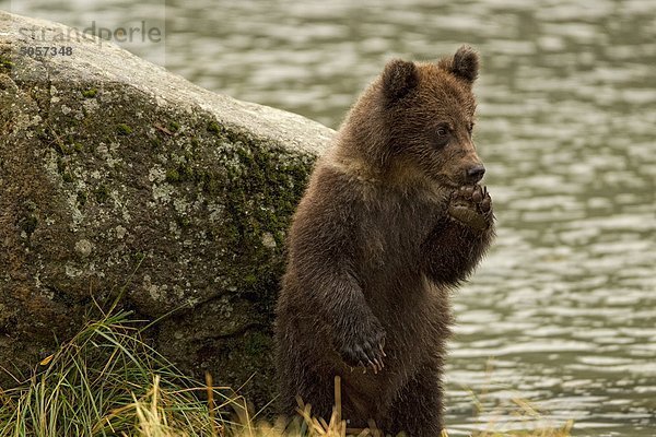 Grizzly Bear Cub stehen auf den Hinterbeinen.