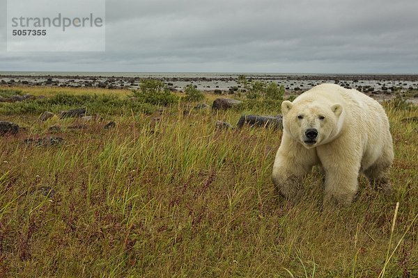 Eisbär  Churchill  Manitoba