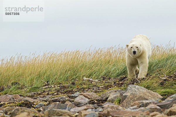 Eisbär im Nebel  Churchill  Manitoba