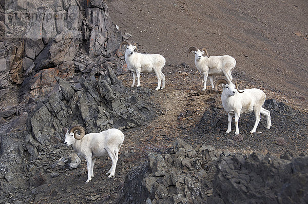 Dall-Schaf (männlich) (Ovis Dalli) ist ein wildes Schaf nordwestlichen Kleeulme.