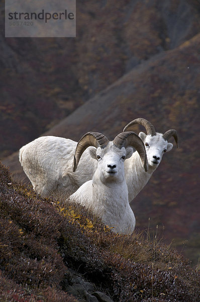 Dall-Schaf (männlich) (Ovis Dalli) ist ein wildes Schaf nordwestlichen Kleeulme.