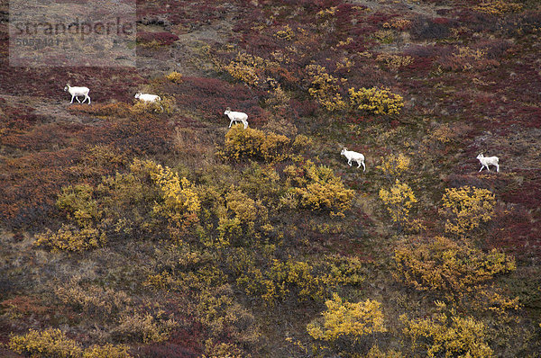 Dall-Schaf (männlich) (Ovis Dalli) ist ein wildes Schaf nordwestlichen Kleeulme.