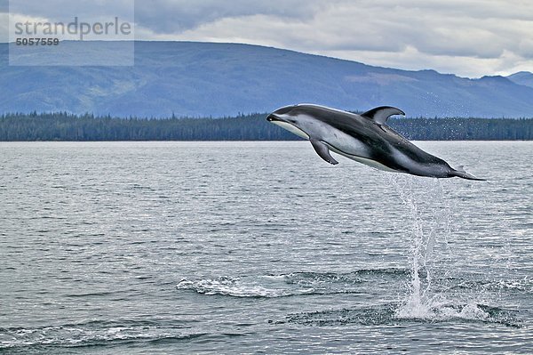 Pacific White einseitig Dolphin (Lagenorhynchus Obliquidens) springen hoch im Queen Charlotte Sound aus Norden Vancouver Island  British Columbia  Kanada.