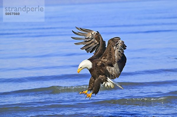 Vereinigte Staaten von Amerika USA Weißkopfseeadler Haliaeetus leucocephalus fliegen fliegt fliegend Flug Flüge amerikanisch Alaska