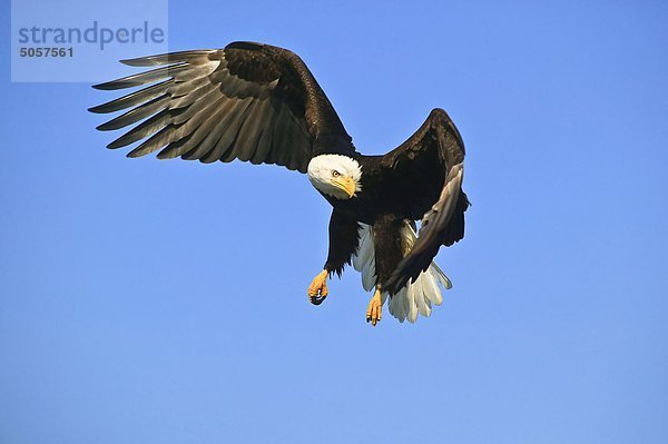 Vereinigte Staaten von Amerika USA Weißkopfseeadler Haliaeetus leucocephalus fliegen fliegt fliegend Flug Flüge amerikanisch Alaska