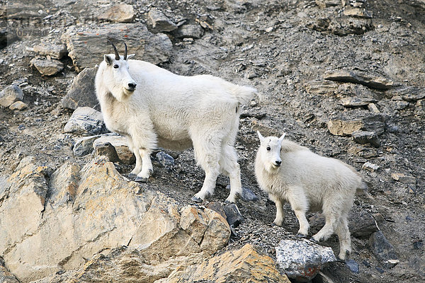 Bergziegen (Oreamnos Americanus) Nanny und Kind auf Felsen. Jasper-Nationalpark  Alberta  Kanada.