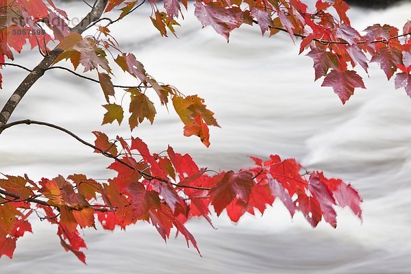 Rot-Ahorn über Oxtongue Fluss. Schöne Herbst Naturszenerie. Algonquin  Muskoka  Ontario  Kanada.