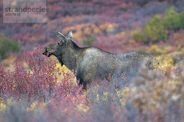 Kuh Elch (Alces Alces) stehen im Herbst Pinsel  die Denali National Park  Alaska  Vereinigte Staaten von Amerika.