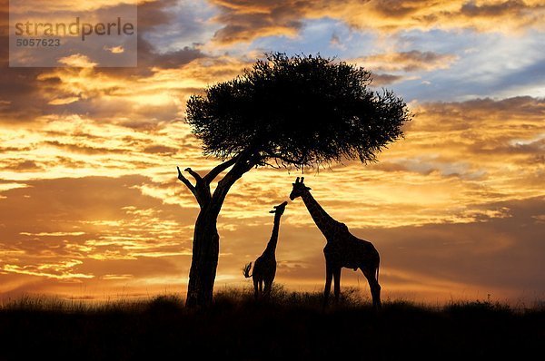 Erwachsene und Jugendliche Giraffen (Giraffa Camelopardalis)  Masai Mara-Reservat  Kenia  Ostafrika