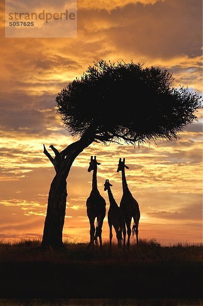 Giraffen (Giraffa Camelopardalis) Gruppe bei Sonnenuntergang  Masai Mara-Reservat  Kenia  Ostafrika