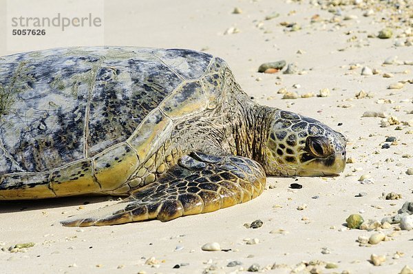 Vereinigte Staaten von Amerika USA Wasserschildkröte Schildkröte Strand grün heben Hawaii