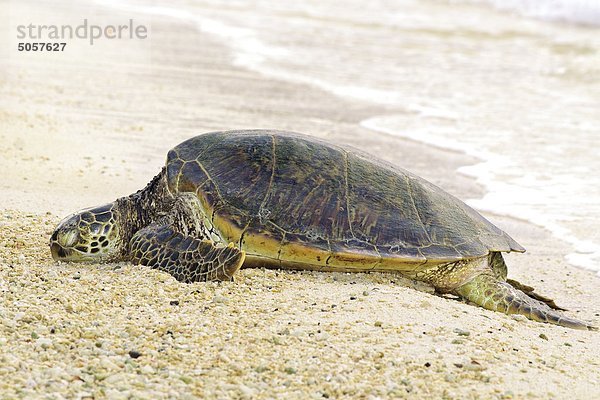 Vereinigte Staaten von Amerika USA Wasserschildkröte Schildkröte Strand grün heben Hawaii