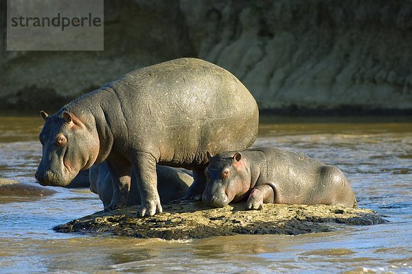 Hippopatamus (Hippopatamus Amphibius) Mutter und Kalb  Masai Mara-Reservat  Kenia  Ostafrika