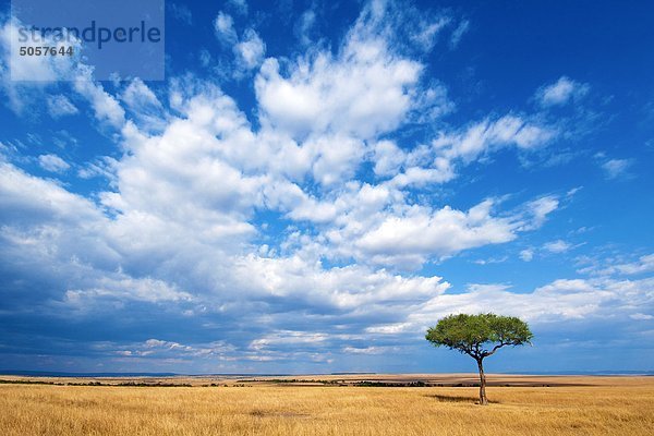 Masai Mara-Reservat  Serengeti-Ebenen  Kenia  Ostafrika