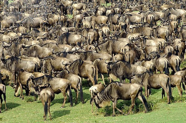 Gemeinsame Gnus (Connochaetes Taurinus) in Migration  Masai Mara-Reservat  Kenia  Ostafrika