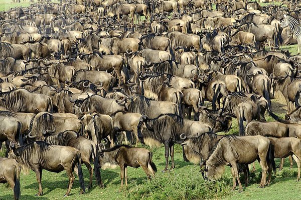 Gemeinsame Gnus (Connochaetes Taurinus) in Migration  Masai Mara-Reservat  Kenia  Ostafrika