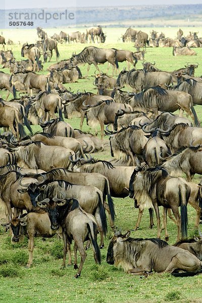 Gemeinsame Gnus (Connochaetes Taurinus) in Migration  Masai Mara-Reservat  Kenia  Ostafrika