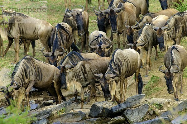 Gemeinsame Gnus (Connochaetes Taurinus) in Migration  Masai Mara-Reservat  Kenia  Ostafrika