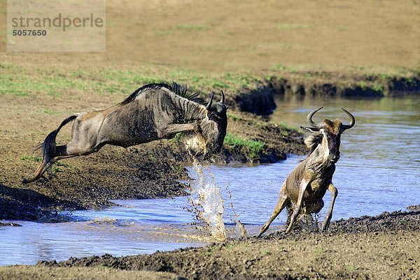 Gemeinsame Gnus (Connochaetes Taurinus) in Migration  Masai Mara-Reservat  Kenia  Ostafrika