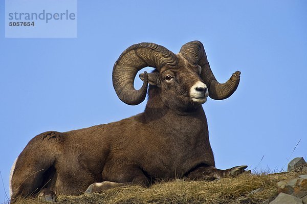 Das Dickhornschaf (Ovis Canadensis)