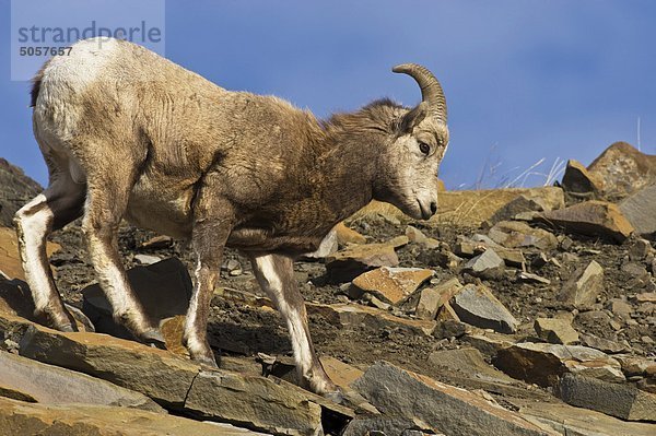 Eine weibliche Dickhornschaf (Ovis Canadensis)