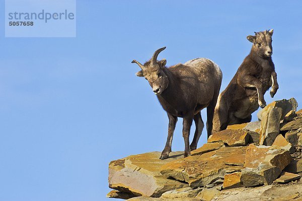 Das Dickhornschaf (Ovis Canadensis) Mutter mit einem jungen baby