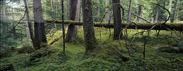 Natürlich  ursprünglichen  alten Wälder von Hemlocktannen (Tsuga Heterophylla) und western Cedar (Lebensbaum  Thuja Plicata) in der Nähe von Nakusp  British Columbia  Kanada