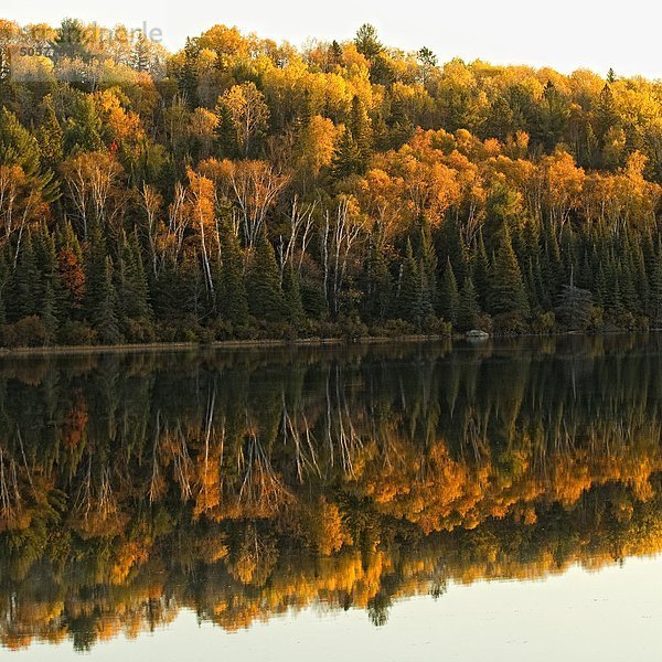 Herbstfarben spiegeln sich in einem See  Algonquin Provincial Park  Ontario  Kanada.