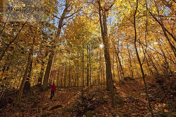 Frau zu Fuß auf der Hartholz-Aussichtspunkt-Weg mit Herbstfarben  Algonquin Park  Ontario  Kanada.