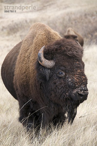 Amerikanischer Bison Bull (Bison Bison)  Wind-Cave-Nationalpark  South Dakota  Vereinigte Staaten von Amerika.