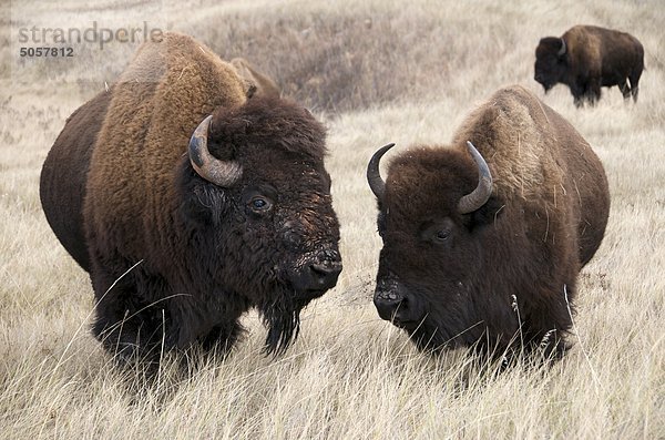Amerikanischer Bison Bull und Kuh (Bison Bison)  Wind-Cave-Nationalpark  South Dakota  Vereinigte Staaten von Amerika.