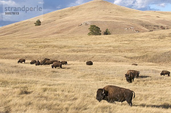 Amerikanischer Bison (Bison Bison) in gemischten Gras Prärie Lebensraum  Wind-Cave-Nationalpark  South Dakota  Vereinigte Staaten von Amerika.