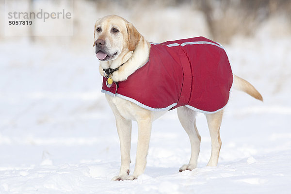 Gelber Labrador Retriever Hund seinen Mantel an einem kalten Wintertag tragen. Assiniboine Wald  Winnipeg  Manitoba  Kanada.