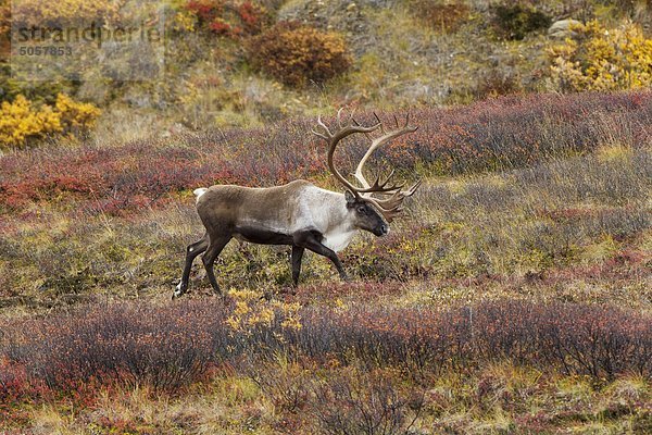 Karibu (Rangifer Tarandus Granti)  bull auf Herbst Tundra  Highway-Pass  Denali National Park  Alaska  Vereinigte Staaten