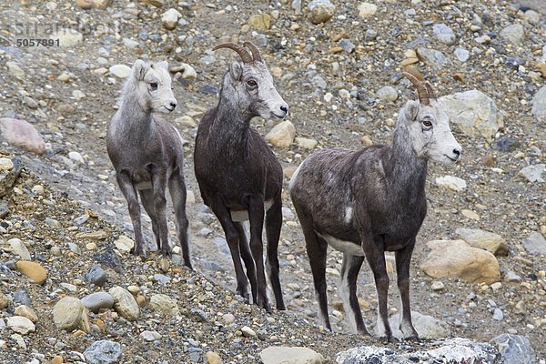 Stein Schafe (Ovis Dalli Stonei)  Lamm und Mutterschafe  Muncho Lake Provincial Park  British Columbia  Kanada