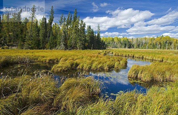 Moor  nahe Sioux Narrows  Nordwesten Ontarios  Kanada