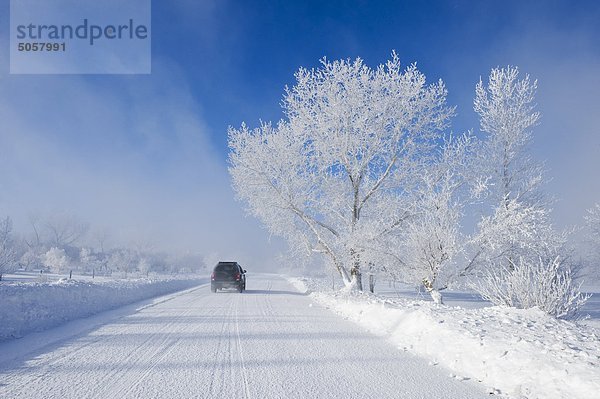 Feld mit Frost abgedeckt Bäume  nahe Estevan  Saskatchewan  Kanada