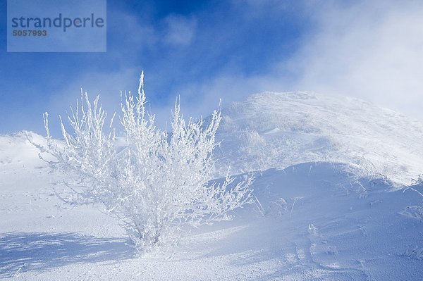 Feld mit Frost abgedeckt Baum  nahe Estevan  Saskatchewan  Kanada
