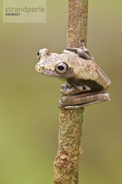 Ein Frosch thront auf einem Moosbedeckte Zweig in Amazonian Ecuador.