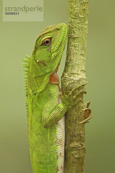 Eine kleine Iguana thront auf einem Zweig in Amazonian Ecuador.