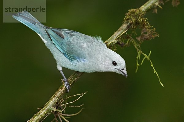 Blautangare (Thraupis Episcopus) thront auf einem Zweig in der Milpe-Rücklage im nordwestlichen Ecuador.