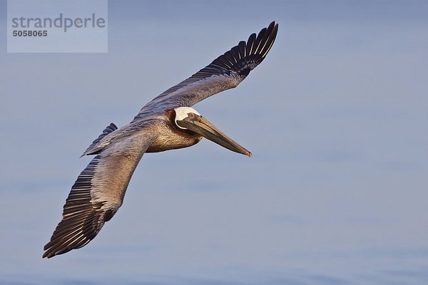 Brown Pelican (Pelecanus Occidentalis) Suche nach Essen während des Fluges vor der Küste von Ecuador.