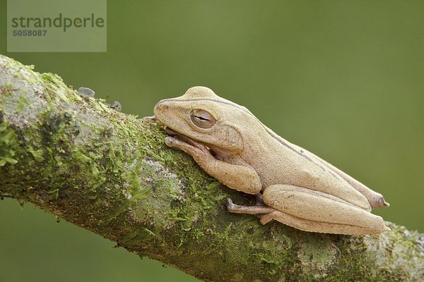 Ein Frosch im Podocarpus Nationalpark im Südosten Ecuadors.