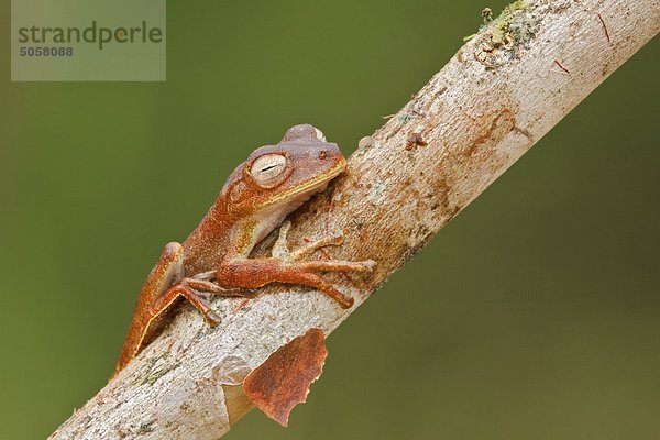 Ein Frosch im Podocarpus Nationalpark im Südosten Ecuadors.