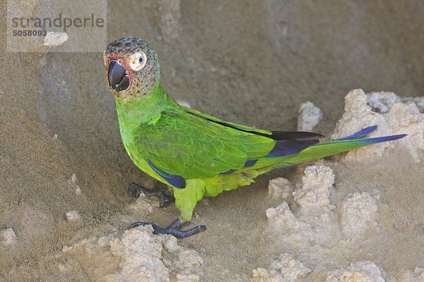 Unter der Leitung von Dusky Sittich (Aratinga Weddellii) liegt in der Nähe ein Salzlecke entlang des Flusses Napo in Amazonian Ecuador.