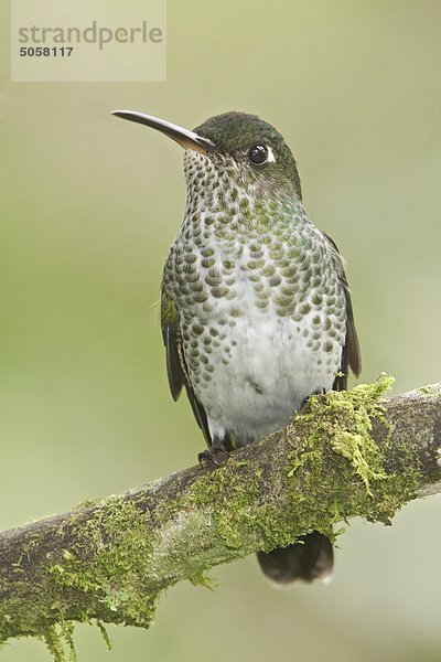 N-spotted Hummingbird (Taphrospilus Hypostictus) liegt auf einem Zweig der Wildsumaco Reserve im östlichen Ecuador.