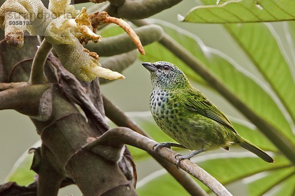 Tangaren (Tangara Punctata) thront auf einem Zweig in der Nähe von Podocarpus Nationalpark im Südosten Ecuadors entdeckt.