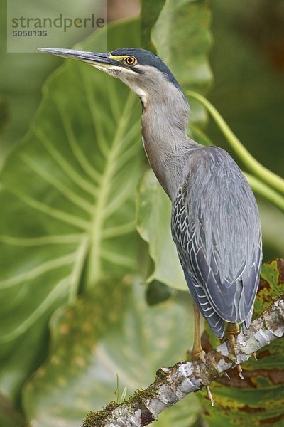 Gestreift Heron (Butorides Striatus) thront auf einem Zweig in der Nähe der Fluss Napo im Amazonas Ecuadors.