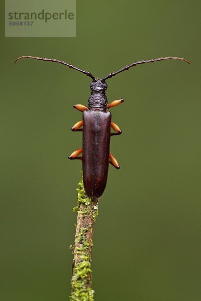 Ein Käfer auf einem Zweig in der Tandayapa Tal von Ecuador.